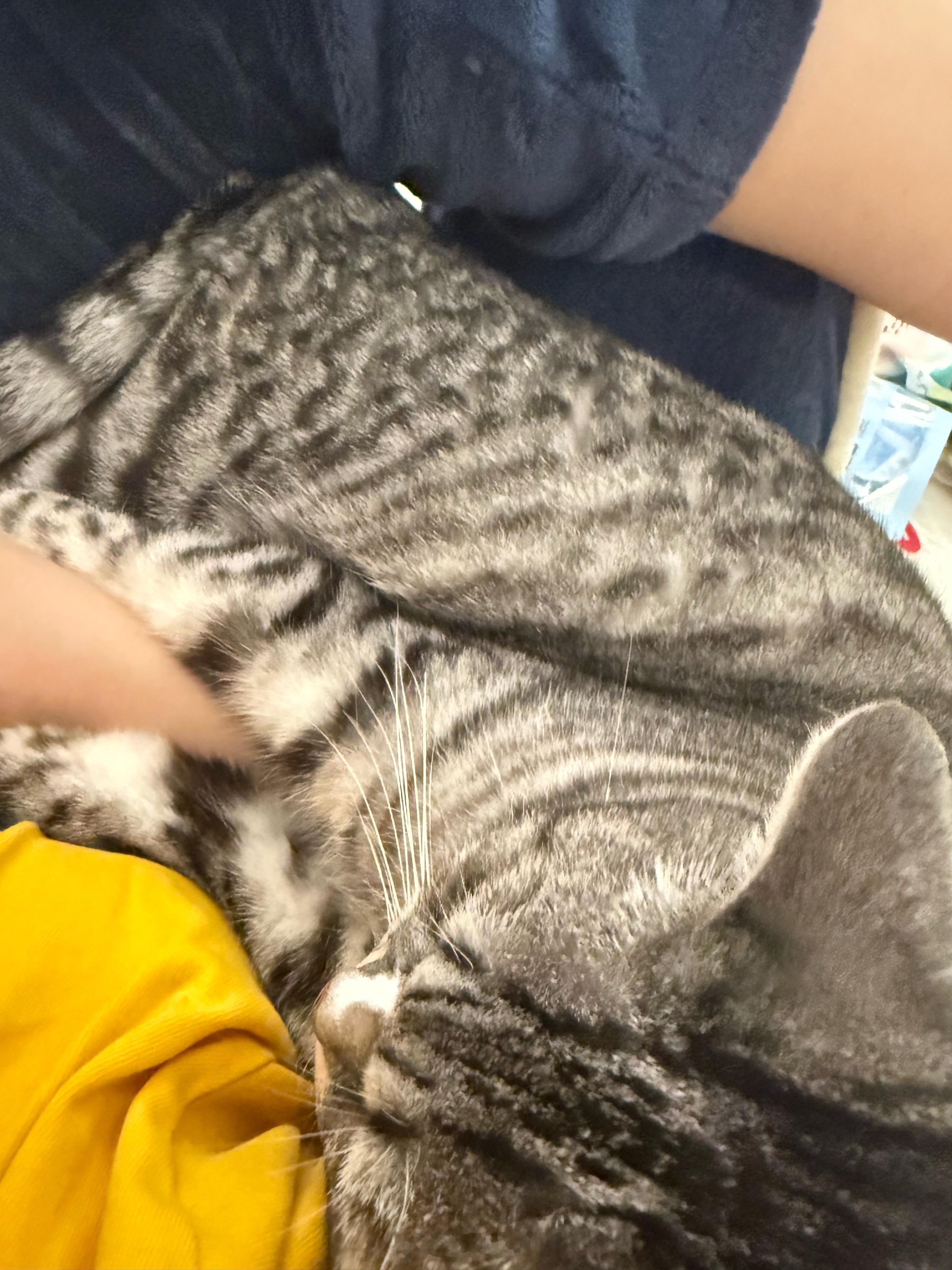 人有猫瘾猫也有人瘾人瘾犯了就不撒手了