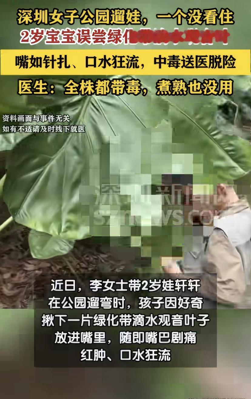 2岁宝宝在公园玩，顺手揪了绿化带里一片滴水观音叶子放进嘴里，嘴立刻肿得像香肠，疼