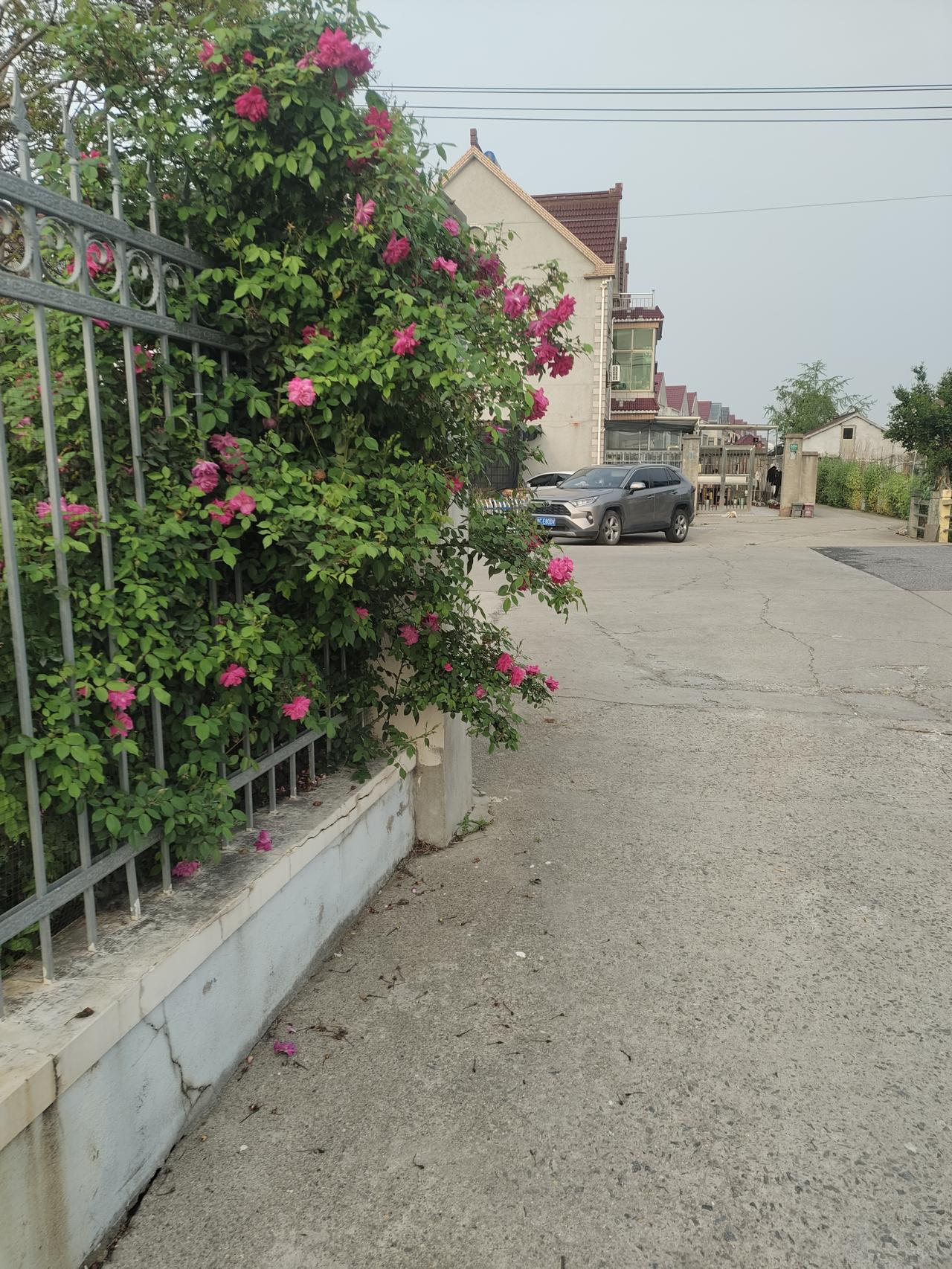 花开正浓
正是月季盛开的季节，各种花色伴随着清香淡淡袭来，婉如身着纱裙的少女，偷