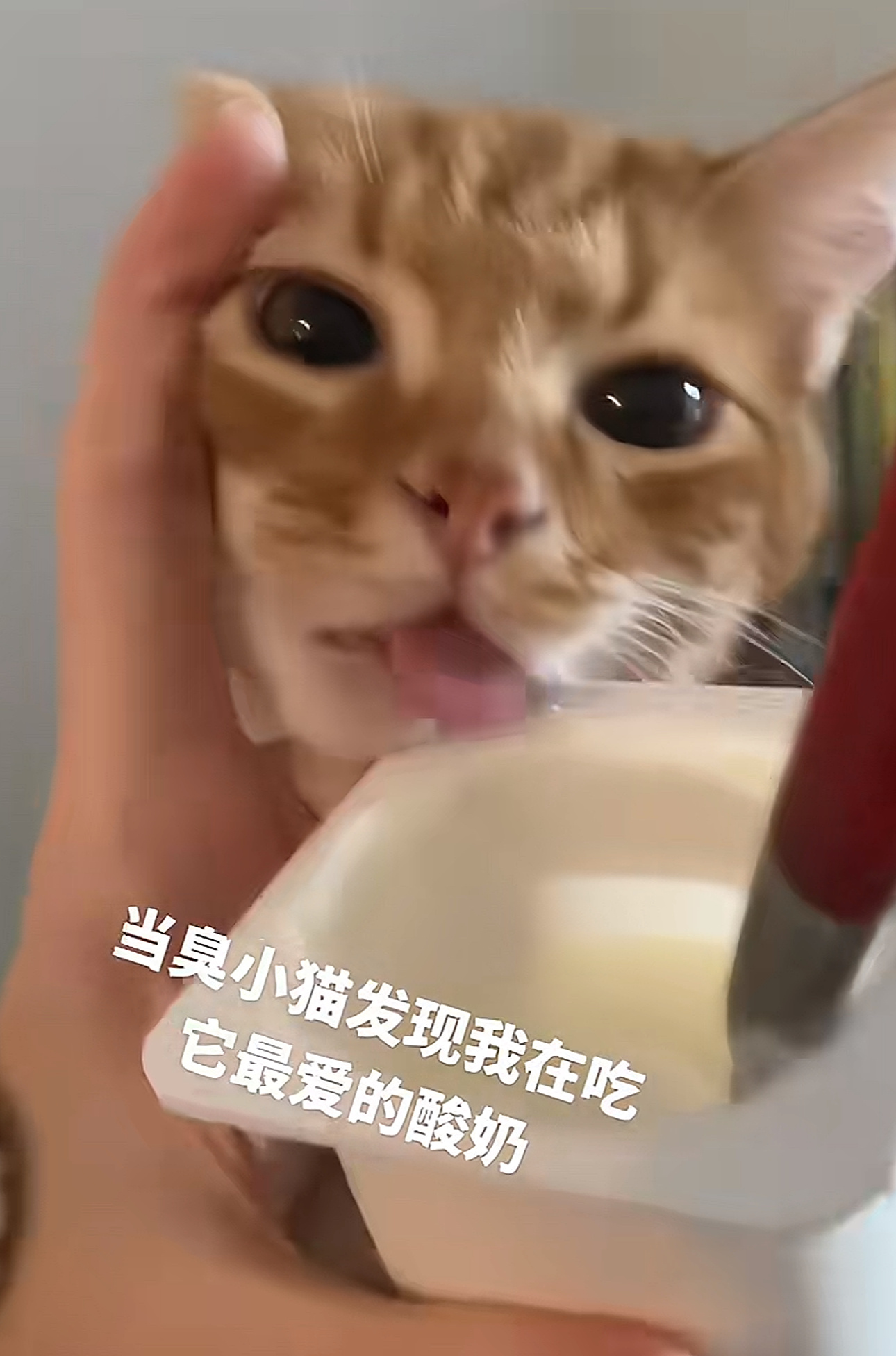 众所周知，这种屎黄色的小猫最馋了！ 