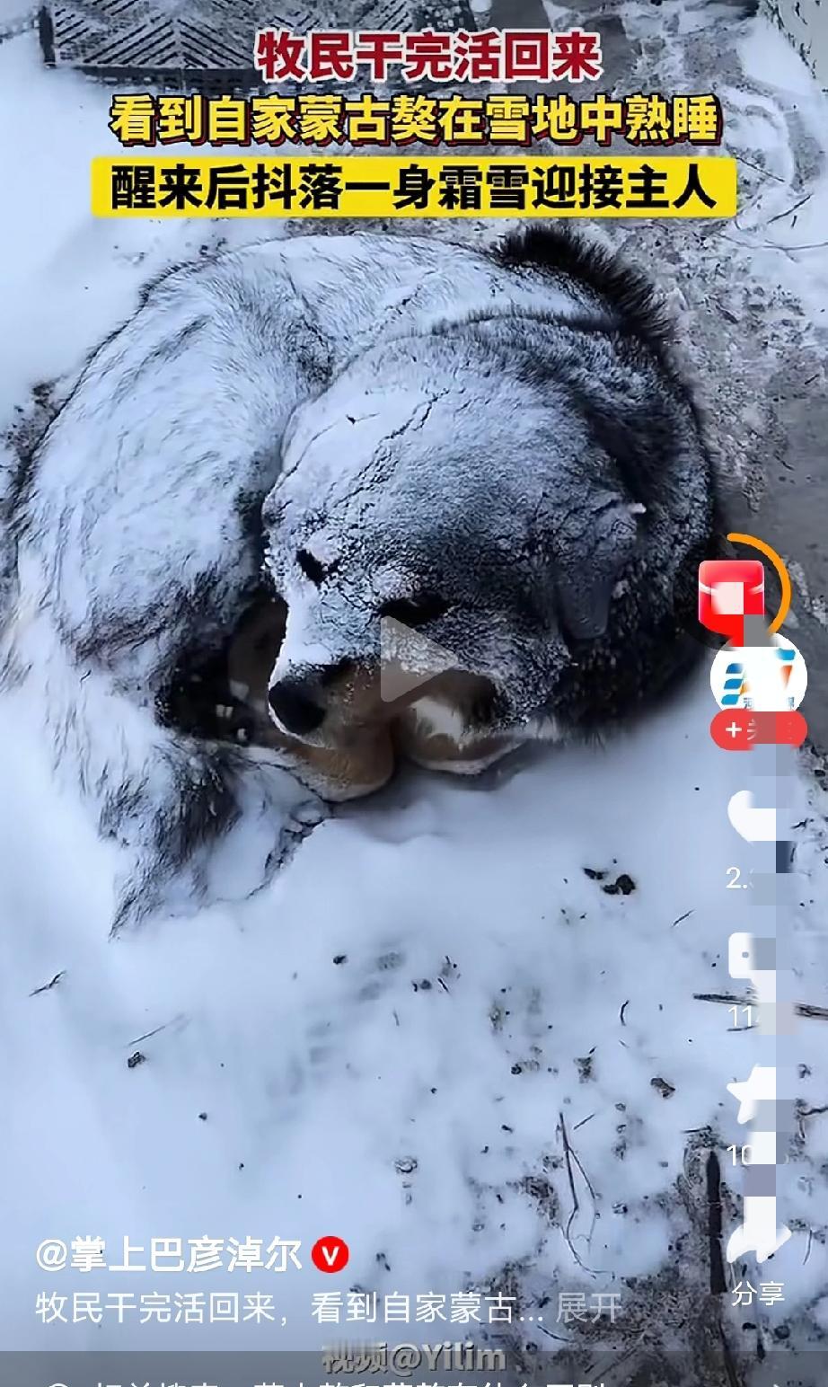 哭不死的孩子，冻不死的狗！狗会因为寒冷生出很多保持体温的绒毛，只要有充足食物，狗