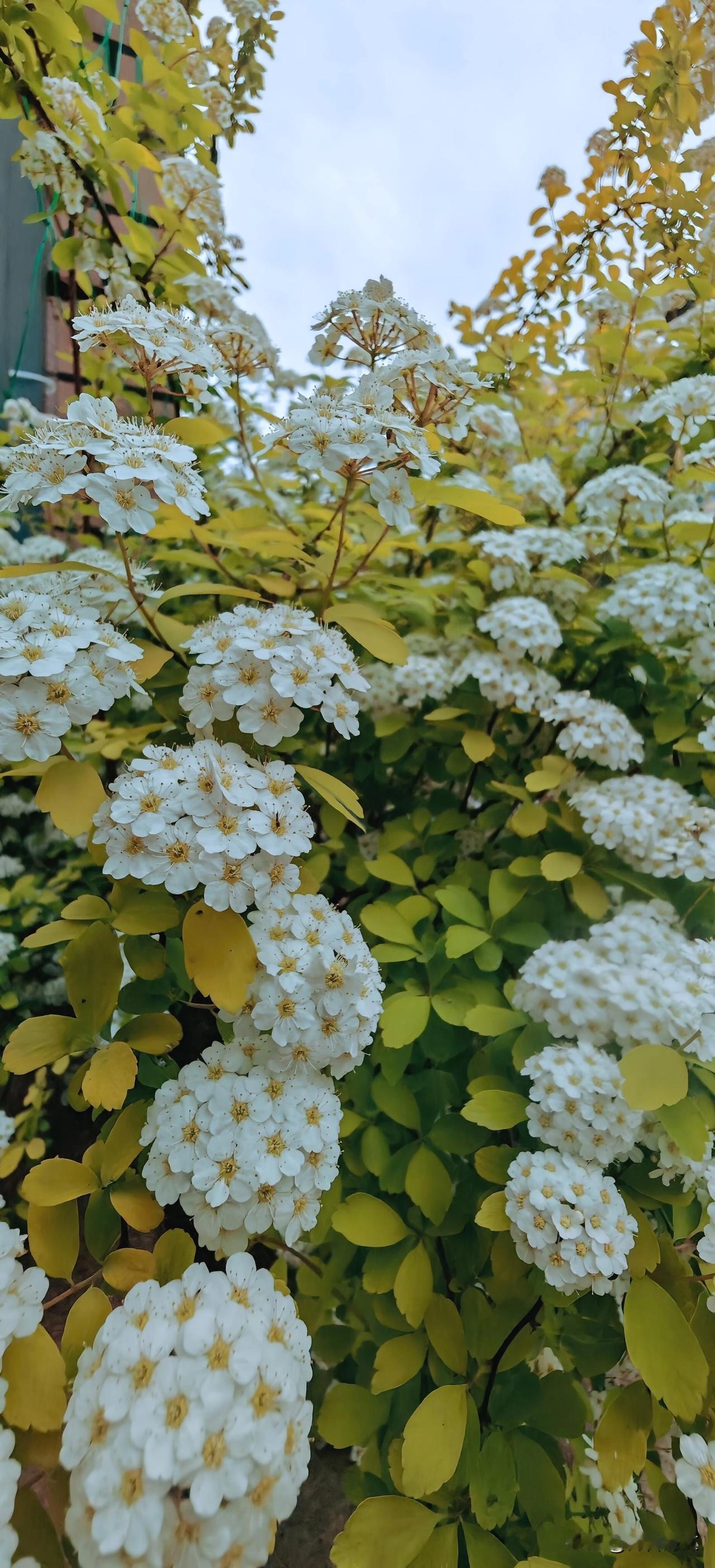 菱叶绣线菊

晚春初夏的园子里，一丛绣线菊盛开了。只见一片白，白得那样纯粹，白得