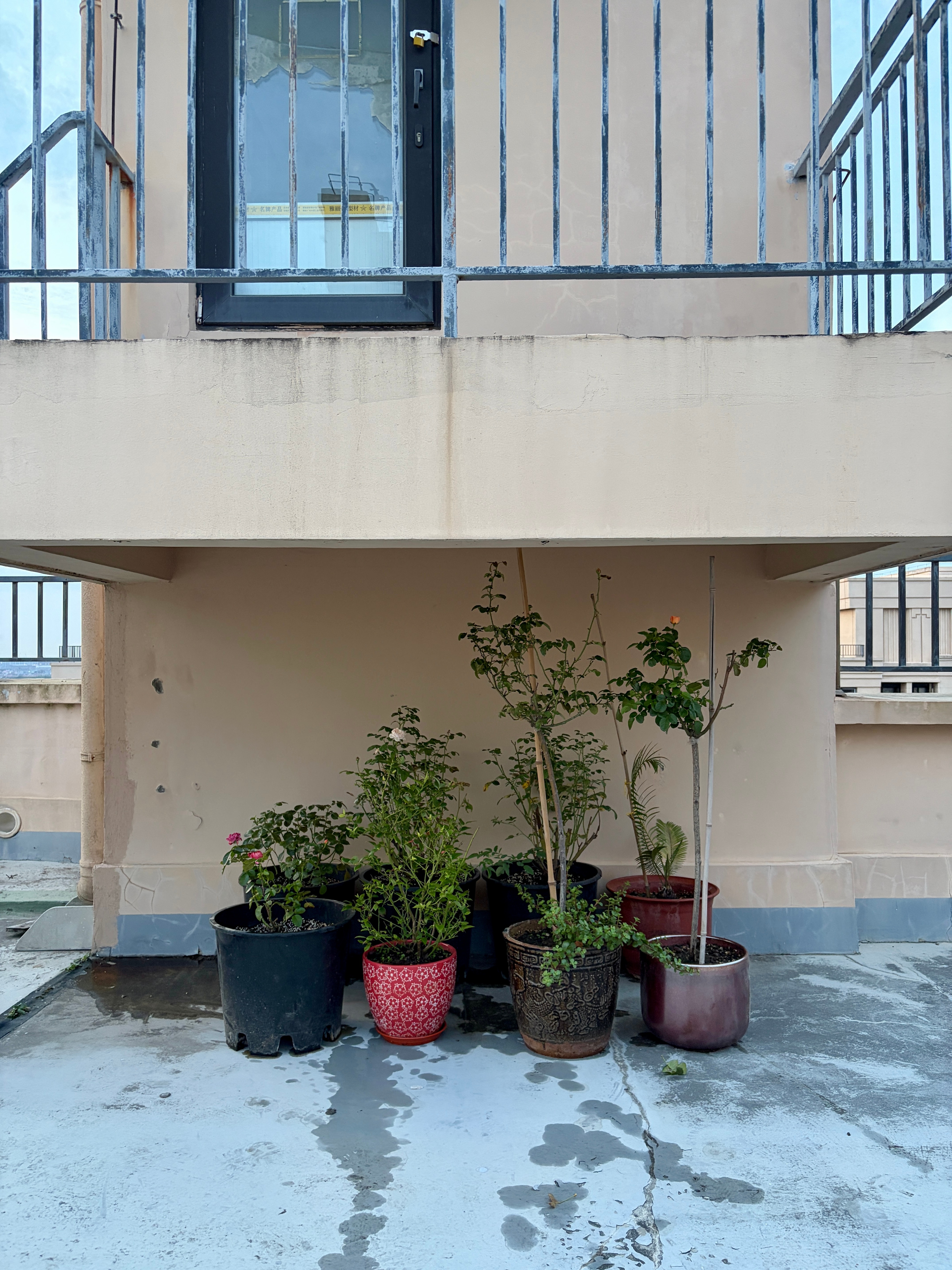 上海热到全国第一了高温天，把花花草草挪到能遮阳的地方 