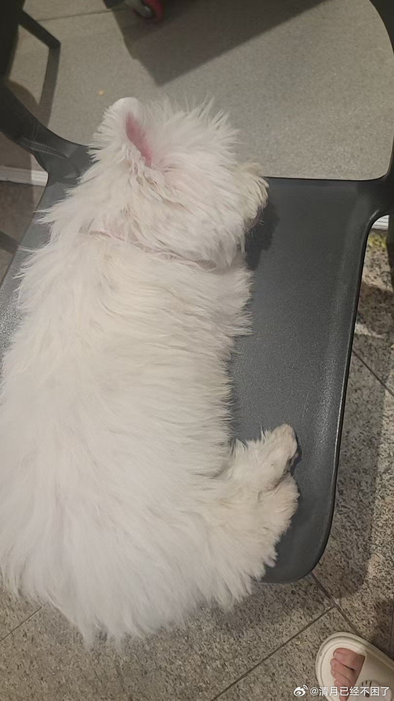 在寿司郎门口排队的时候看见一只落单的睡觉小狗，爪子闻起来非常的香 