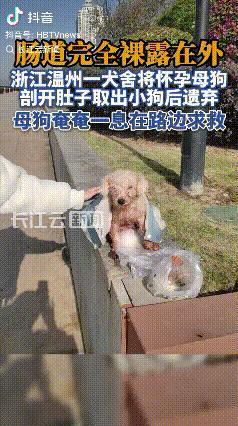 太残忍了！浙江温州，有市民在瑞安外滩岸边发现一只被剖腹遗弃的比熊犬，经过警方调查