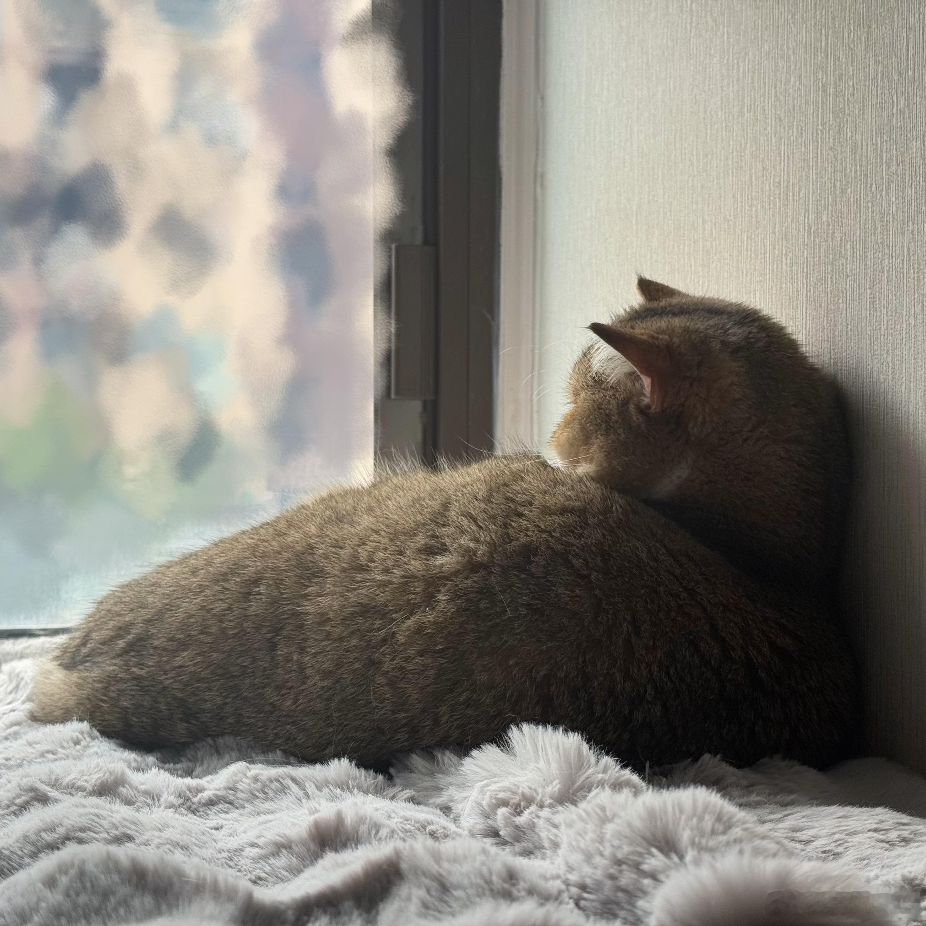 今天还没发小猪🐱 