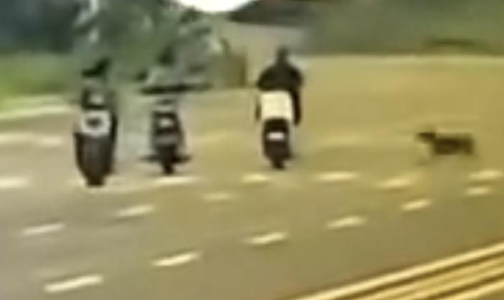 人伤狗的时候，个个群情激愤，恨不得把对方判死刑，可为何狗伤人的时候，一个个又保持