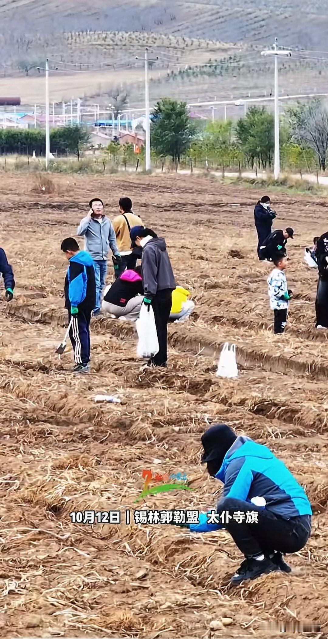 内蒙古这波真是赢麻了

不仅让你免费捡土豆，捡累了还给你送奶茶，捡不到还送你点土