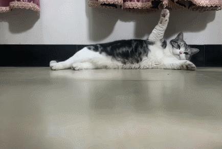 猫求人不如求己 ​​​