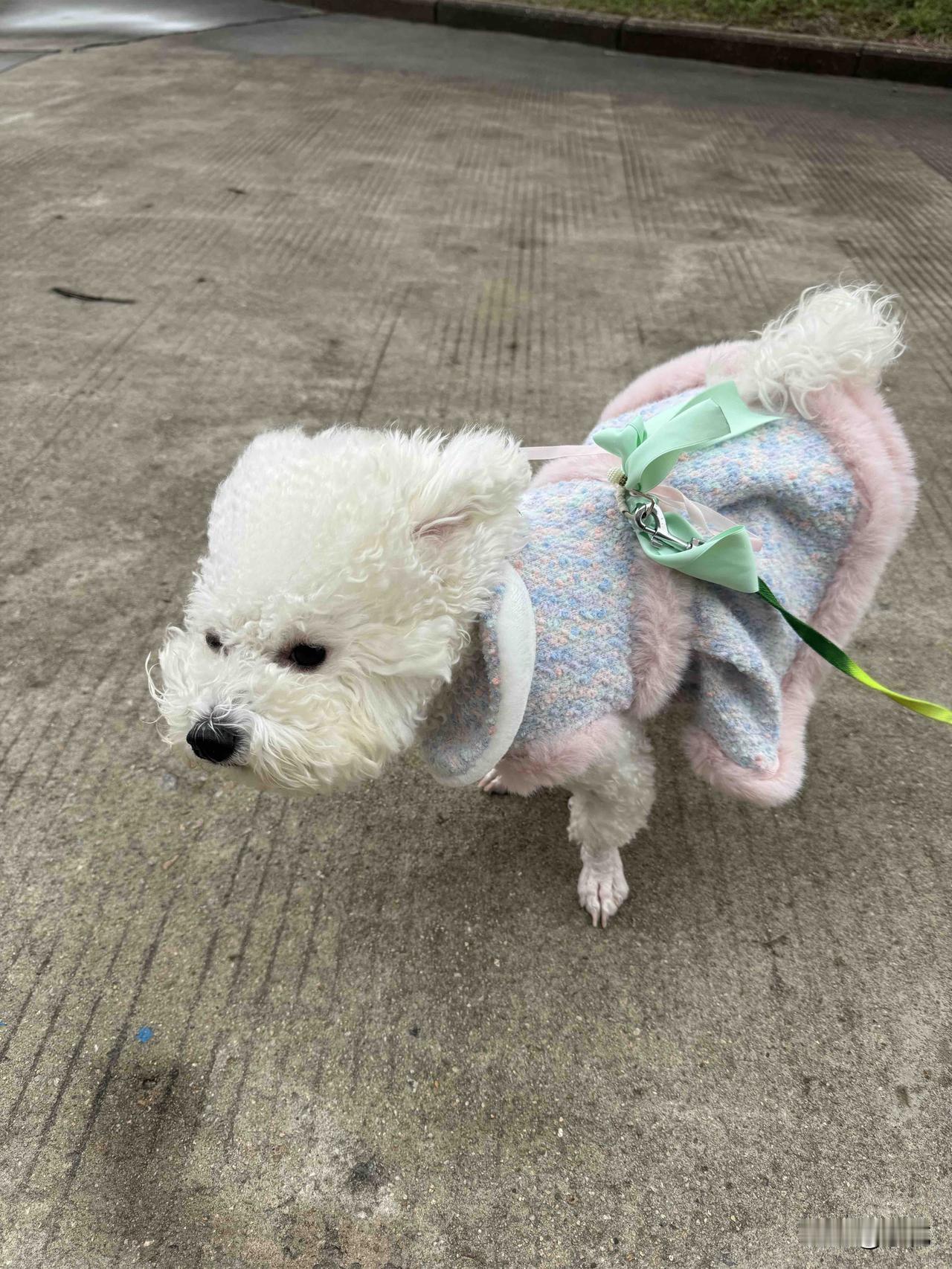 天气一冷，我家毛孩子也裹上小棉衣啦，那模样可爱到犯规！前几天带它下楼溜达，风呼呼