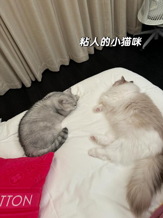 从猛男变鼻涕虫，原来都是猫咪惹的祸～