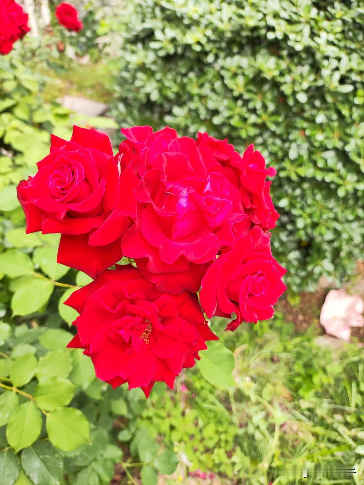 小区里的月季花红艳艳的，花朵大。
怎么我就是养不好呢？要么越养越小，要么就玩玩。