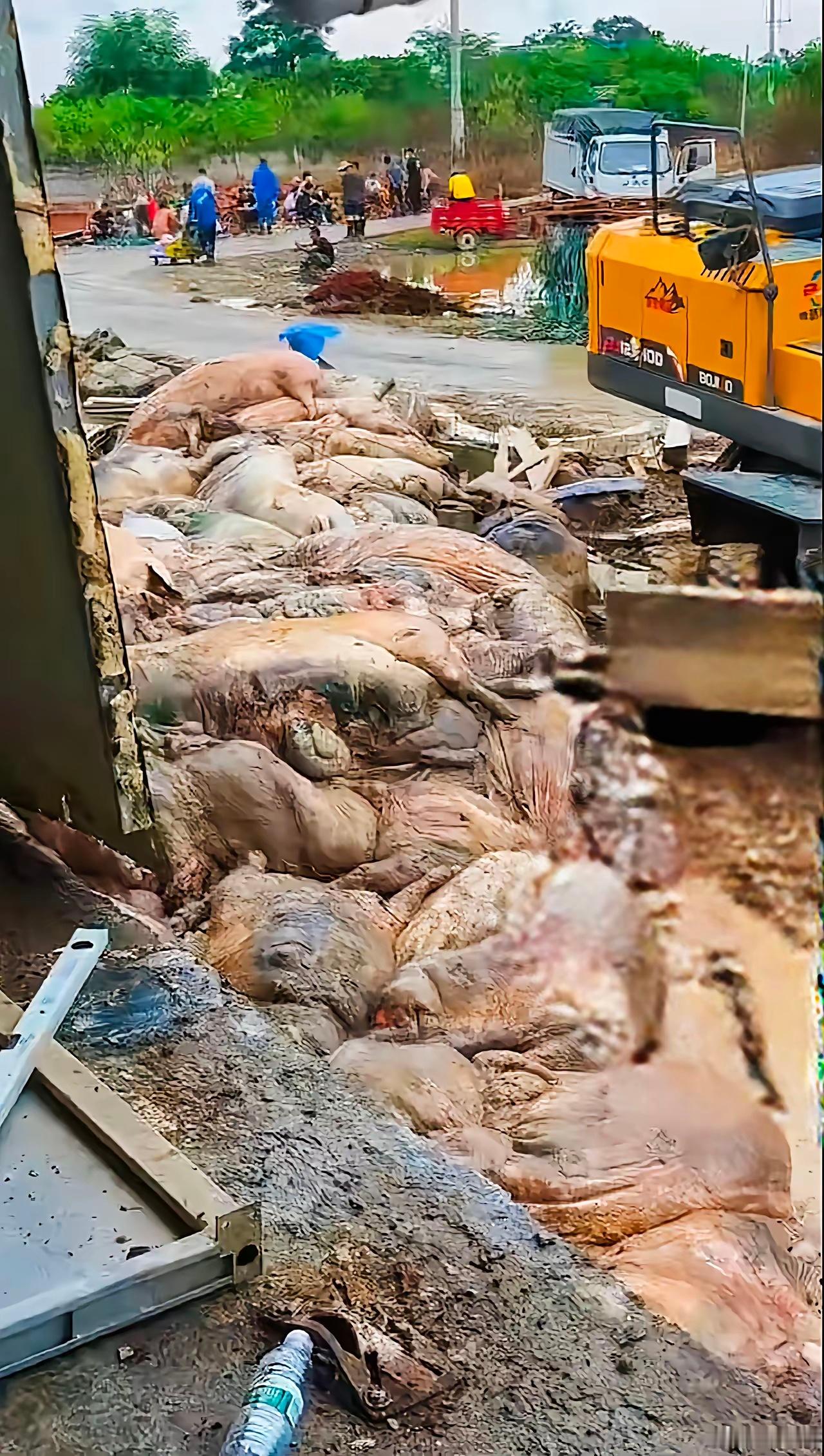 “法医来了都摇头”，猪场被淹发臭，如果让你去清理，你觉得一天得多钱合适 
