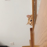 小晨侃科技