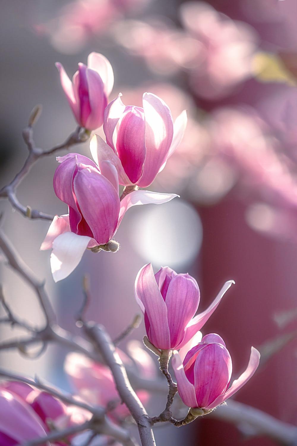 中华女子学院赏春花
文/冯继兴

适值先春好物华，黉门遍是木兰花。
风来劲节吐香