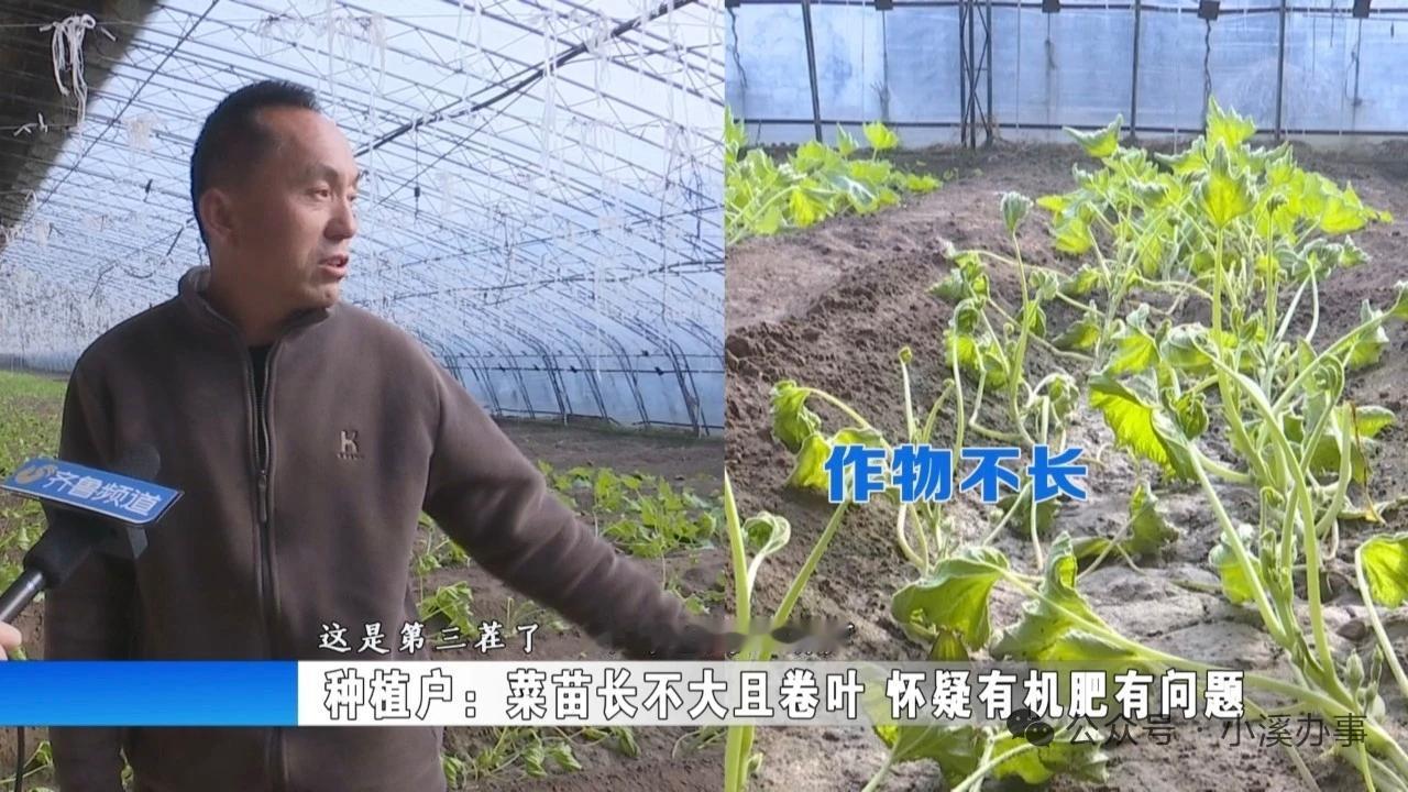 蔬菜大棚种啥啥不长，种植户怀疑有机肥不合格？

山东聊城莘县西关村种植户李先生等