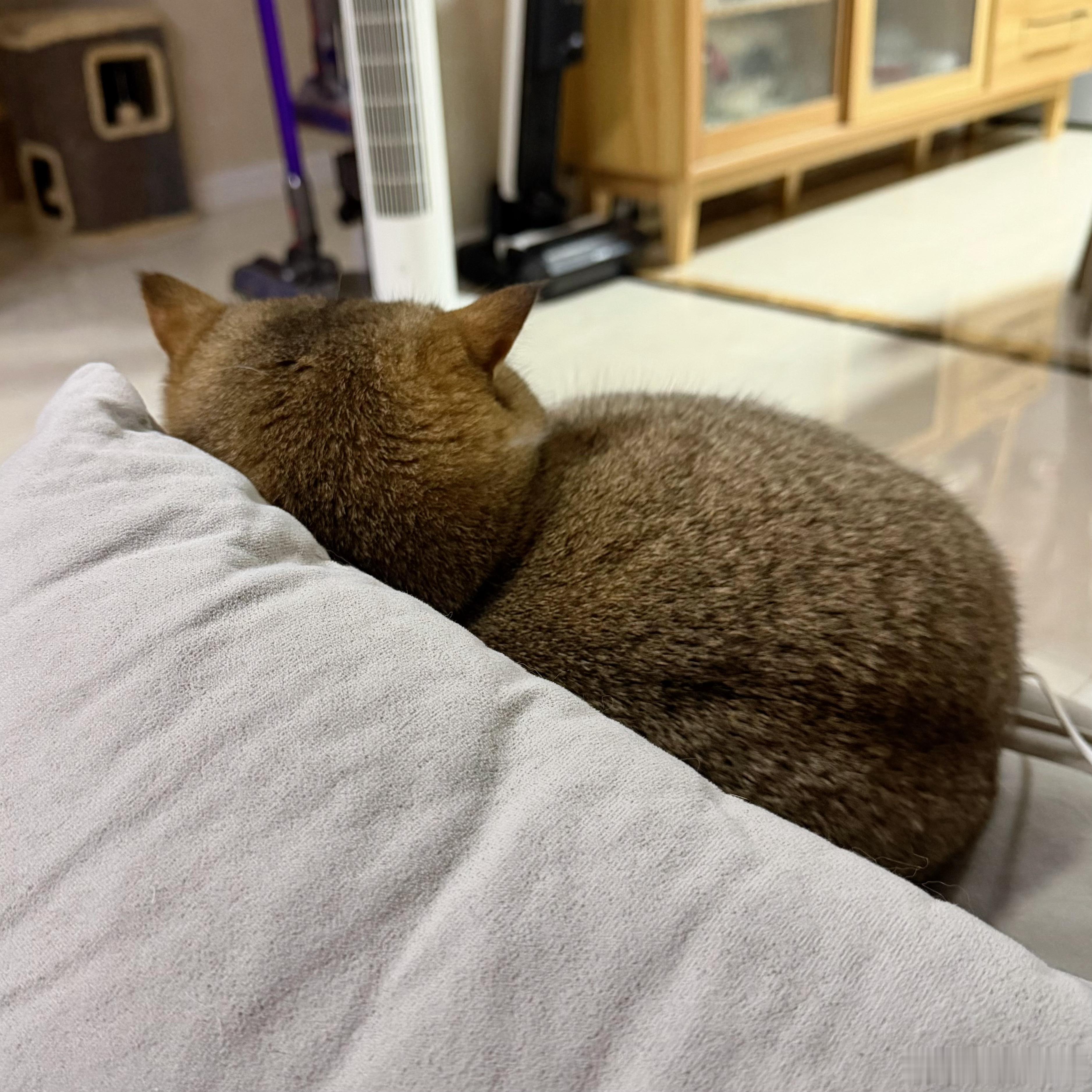 胖葫芦一只