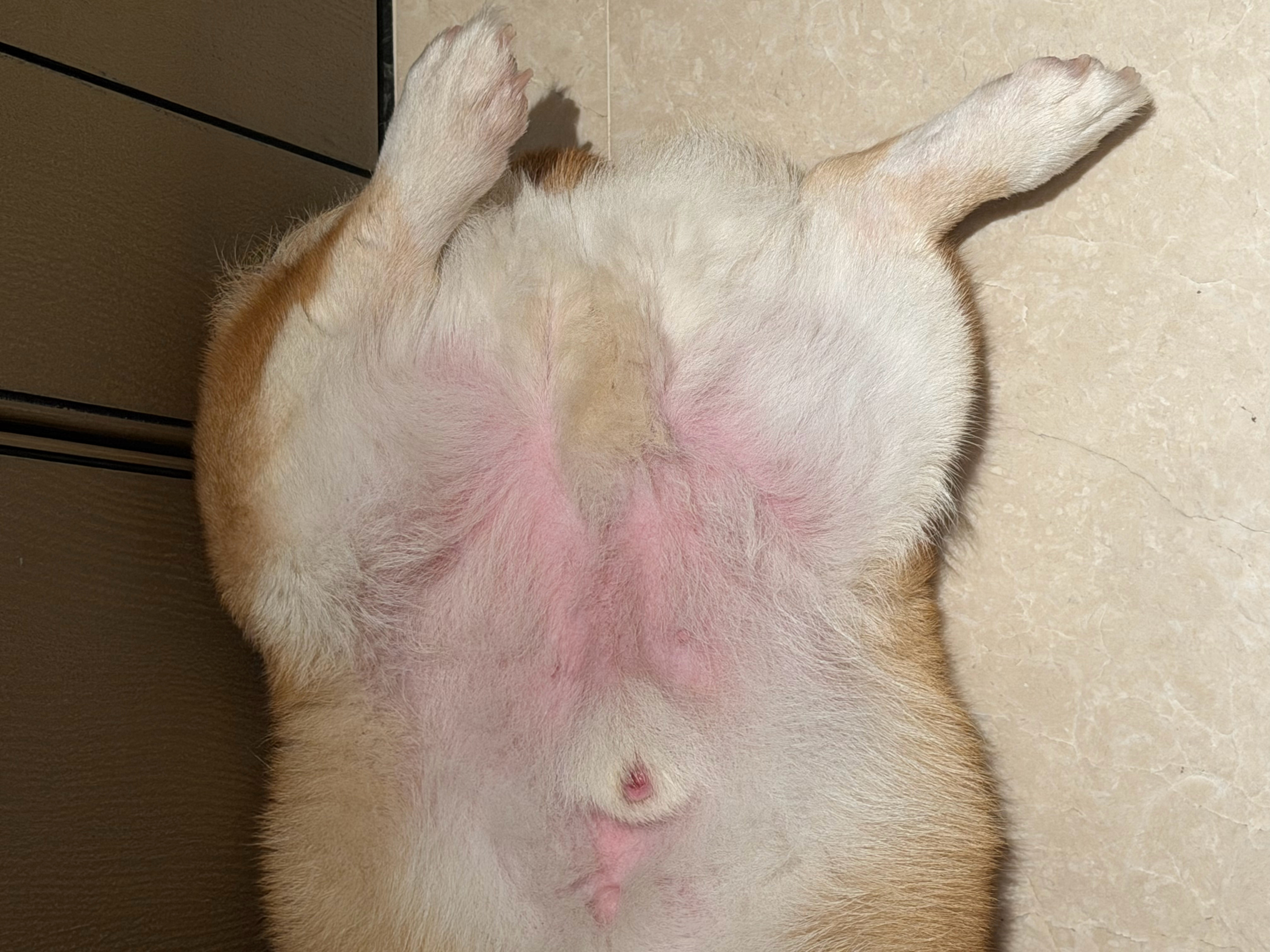 给你们看看我bb的粉嫩美🐔 