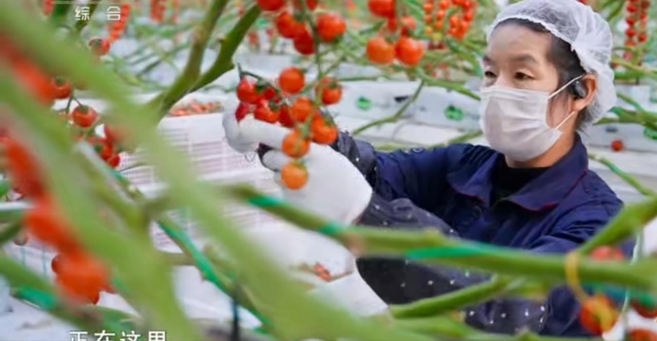 大棚里，农户小心翼翼采摘着红彤彤的小番茄，颗颗果实饱满鲜亮，透着河西走廊独有的鲜