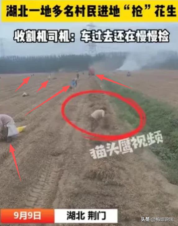 湖北荆门，有片花生地，收割机刚去收别处，一群老人就冲进未收完的地抢花生。他们不管