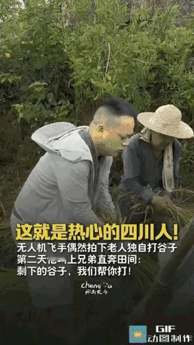 破防了！用无人机帮农村老人抢收稻谷，这件小事真的戳中无数人的心。四川这位博主看到