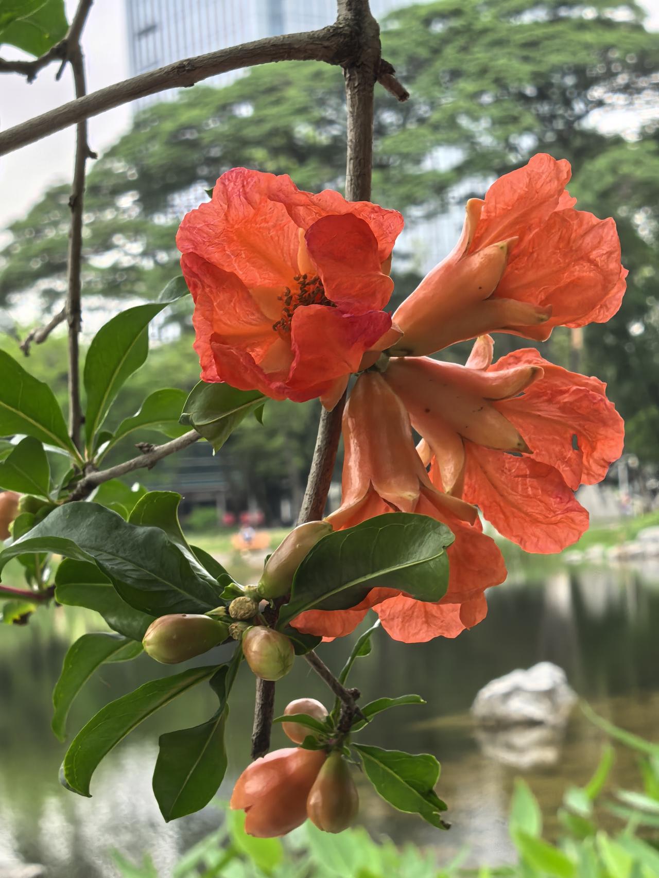 象征着富贵和子孙满堂的石榴花，很多有趣的冷知识，你了解多少？
为何叫石榴裙？
古