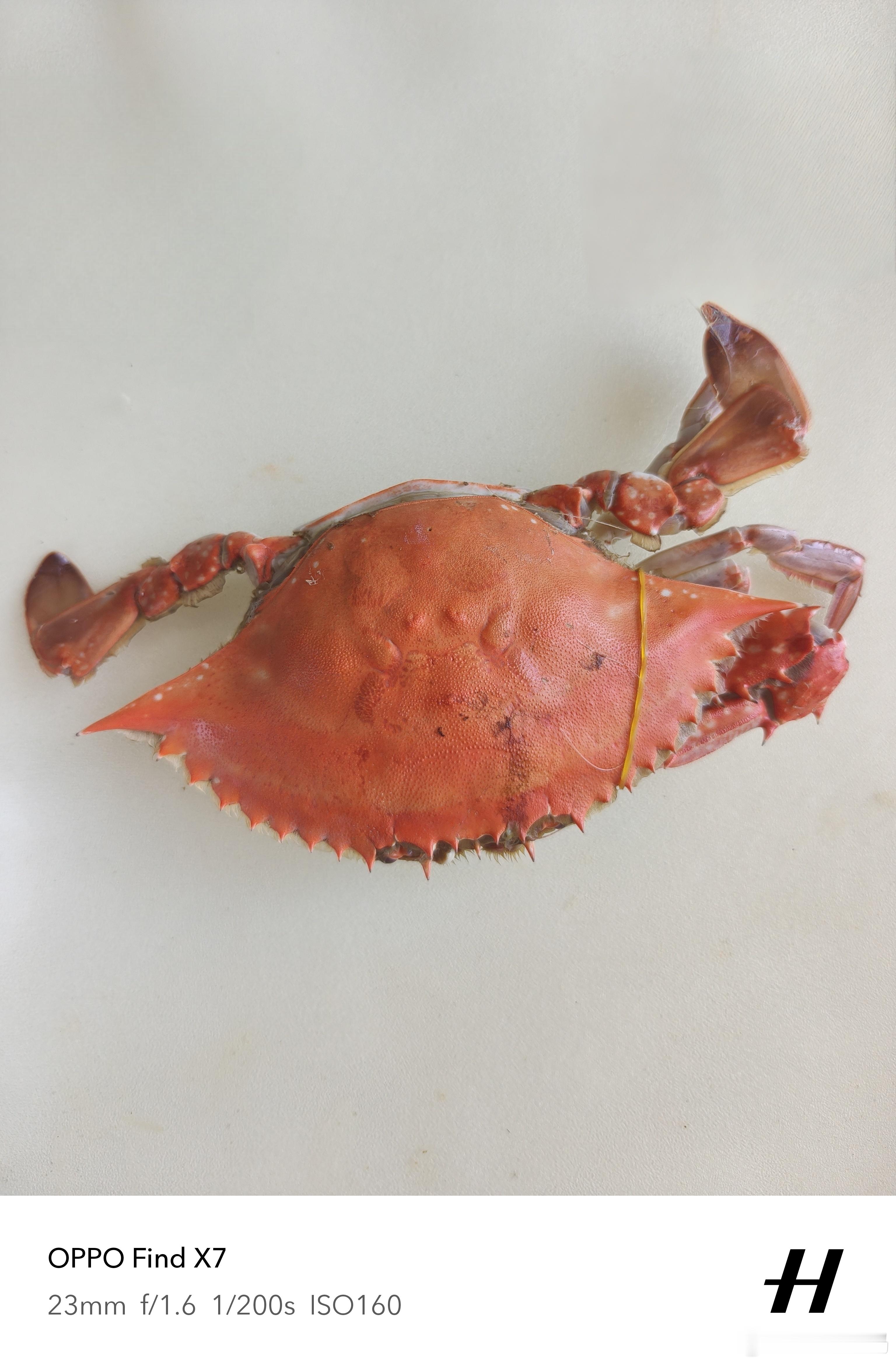 今年的梭子蟹好便宜啊，大家喜欢吃哦吗？ 