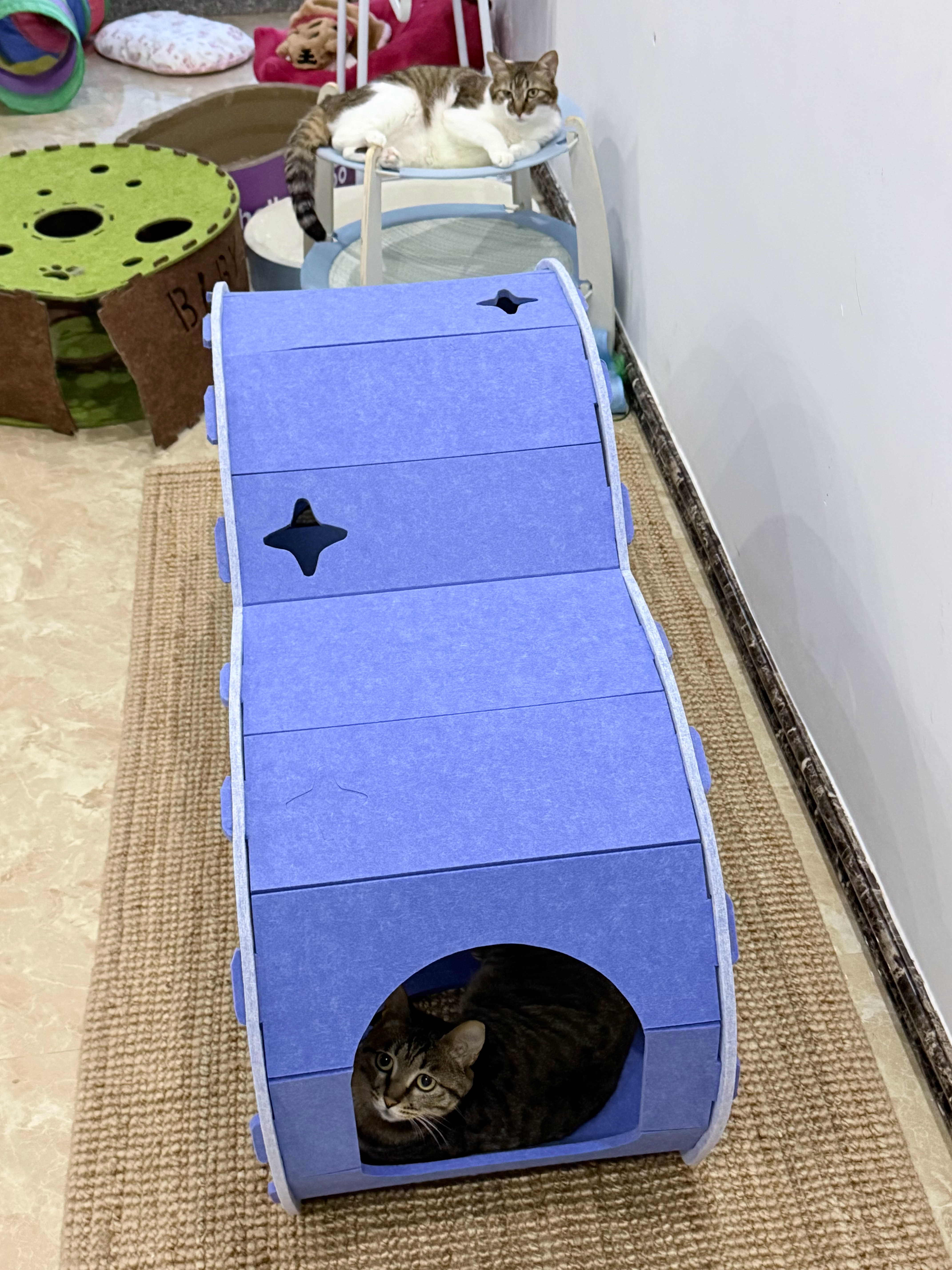 泡泡给圈圈吓到了 