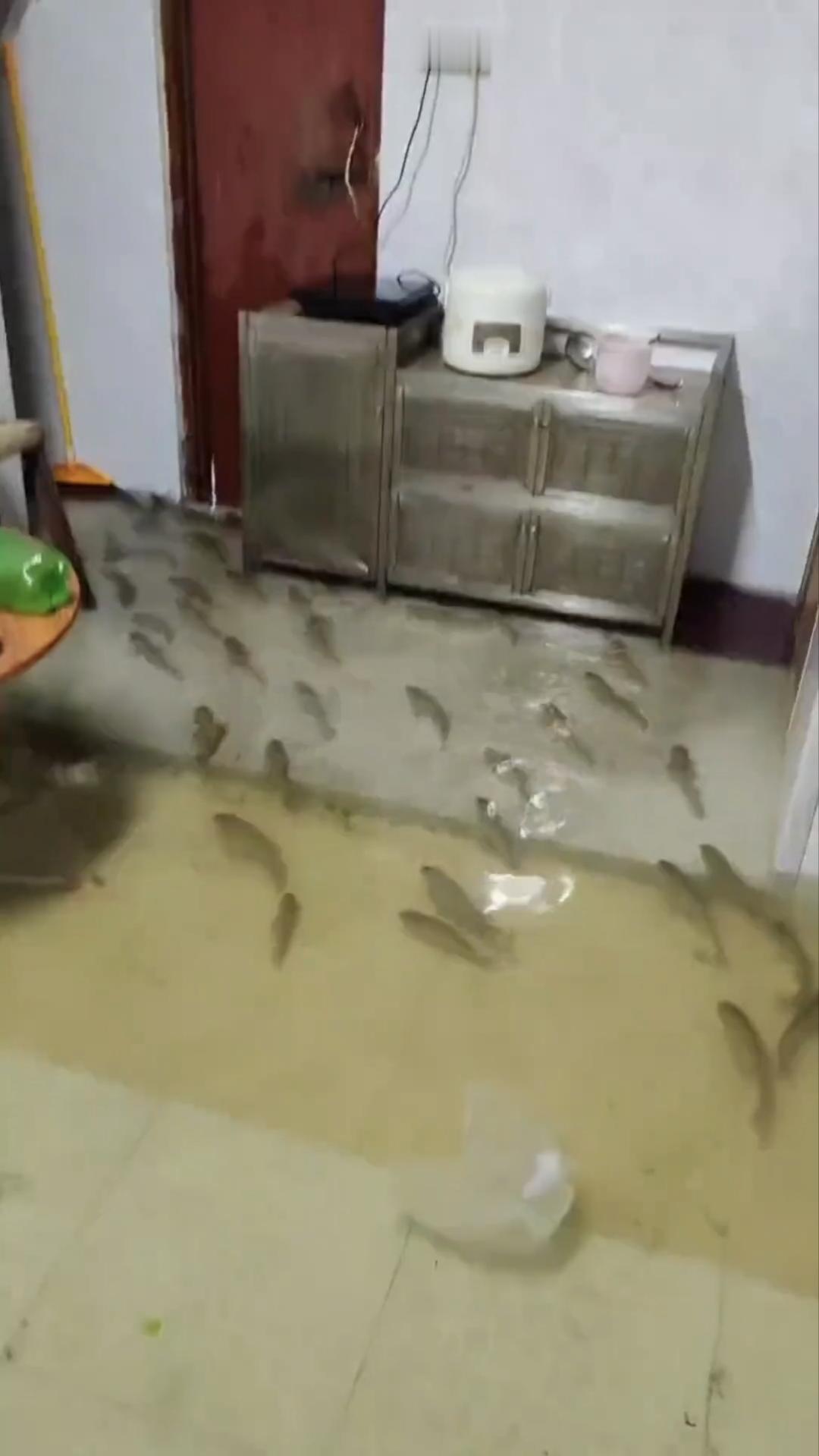 夏日风光随手拍这倒是省了不少事啊，鱼儿自己就往家里游，还偏偏往厨房跑。快关门，别