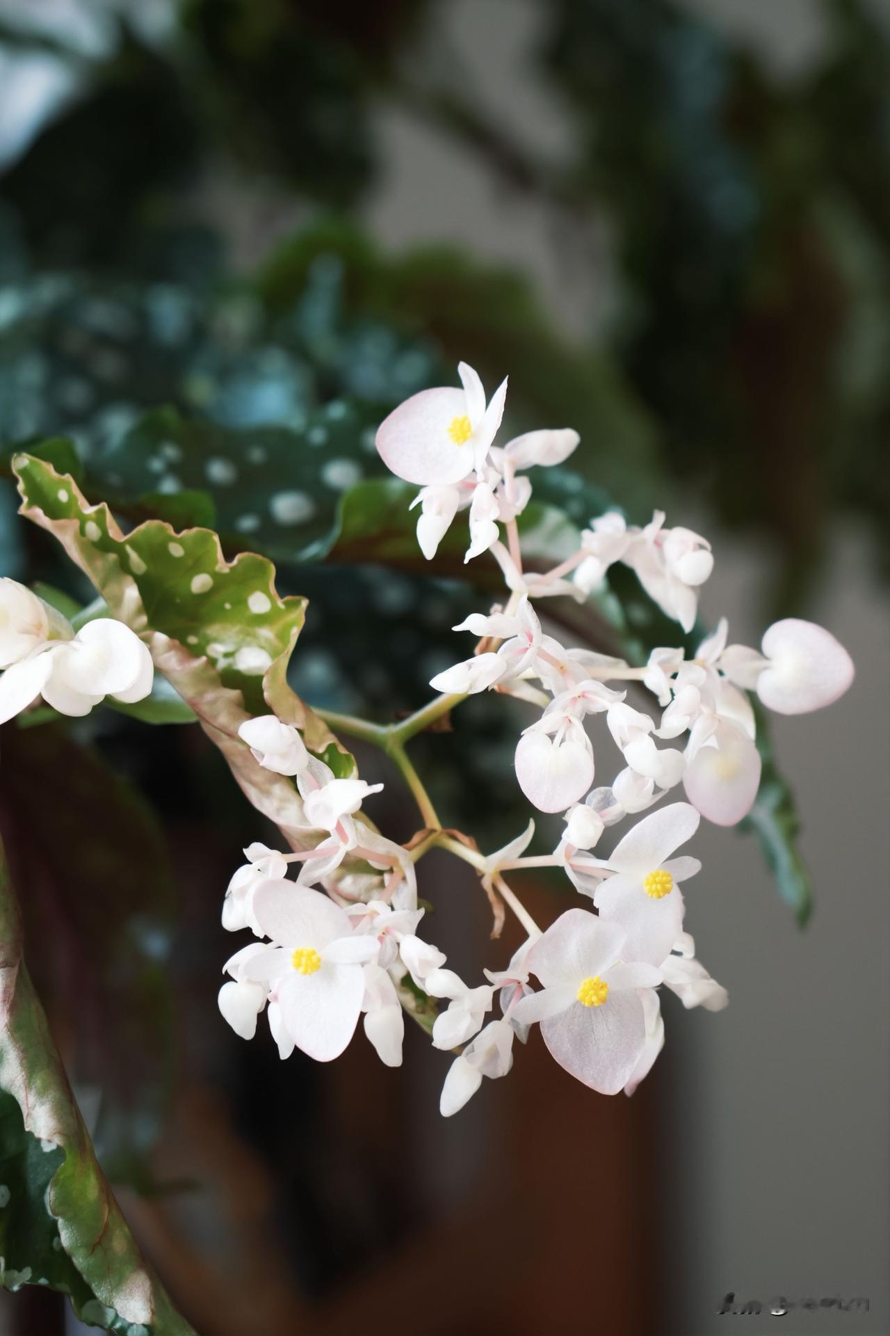 五一期间回老家，走前给家里的花花草草浇足了水，希望可以挺过这个五一假期[捂脸]