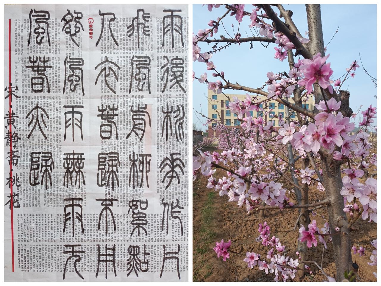 书法练习打卡，篆书宋朝黄静斋诗，“桃花”。诗曰：雨后桃花作片飞，风前柳絮点人衣。