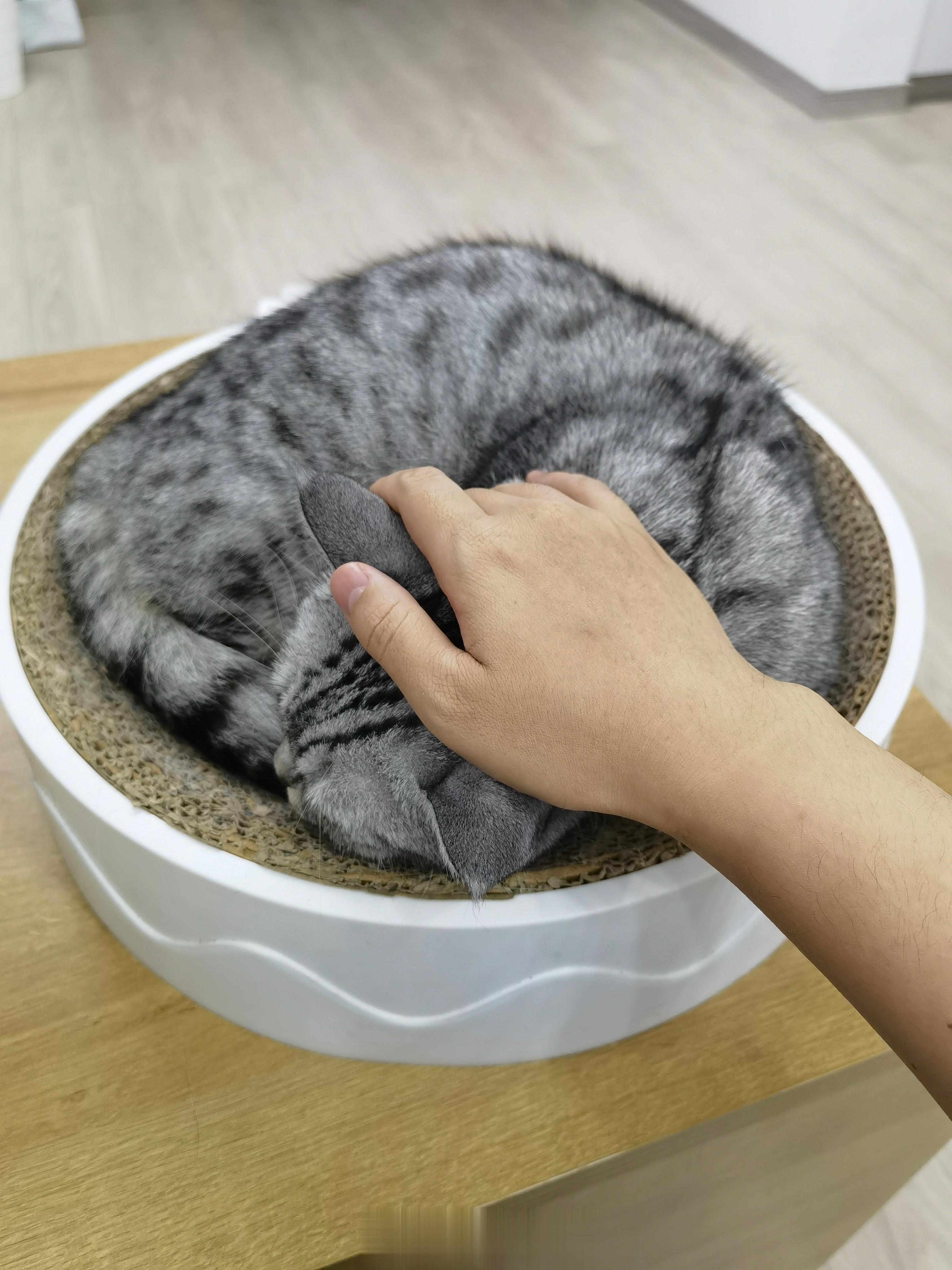桌子上面有一碗猫，干活累了随时撸一撸[笑而不语] ​​​