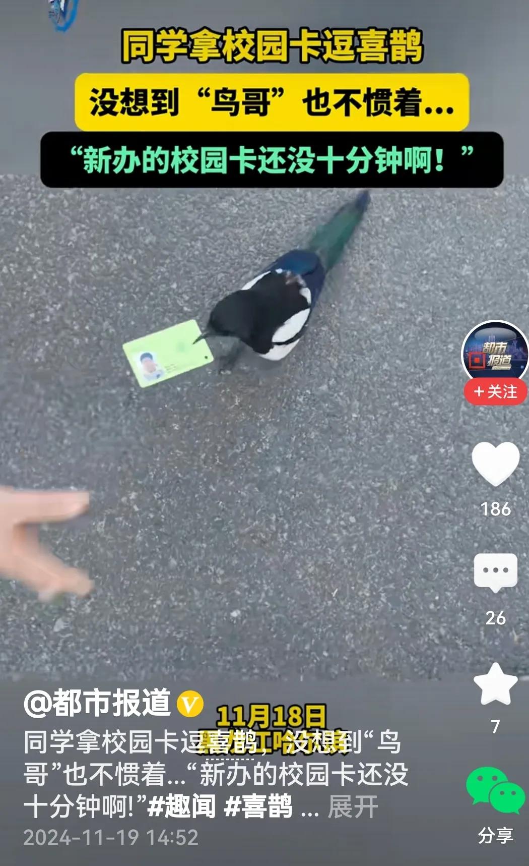 下秒卡被叼走
看过视频心里想，活该。正所谓：
你拿喜鹊逗个闷，
不想喜鹊来当真。