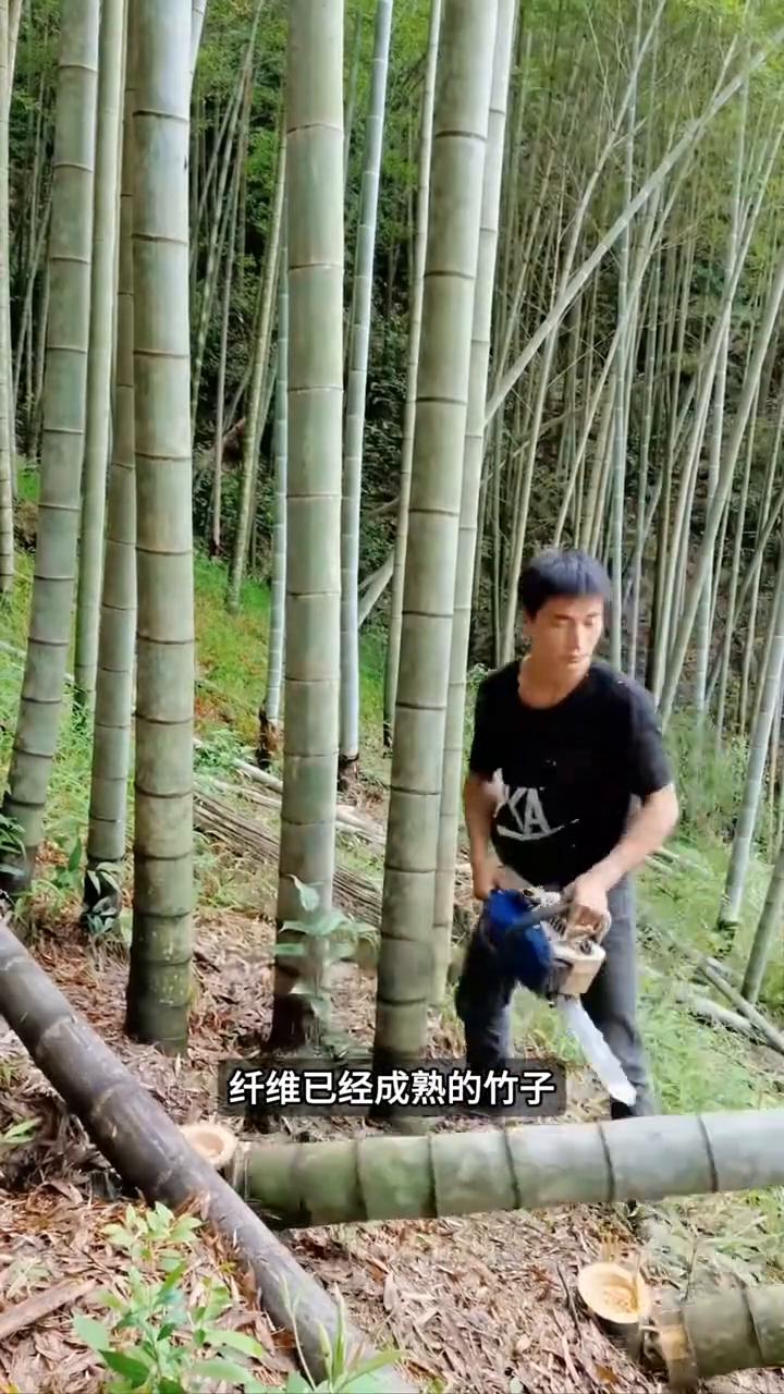 竹材建造奥秘。
很多人以为竹子一折就断，根本撑不起大型建筑，可越南工匠却用这种看