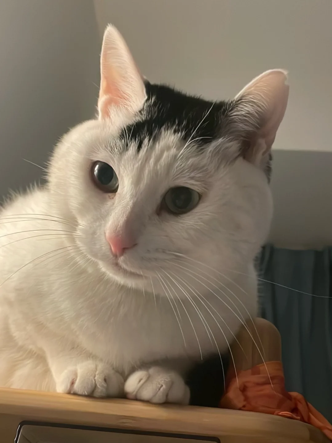 圆脸是男猫最好的赘礼