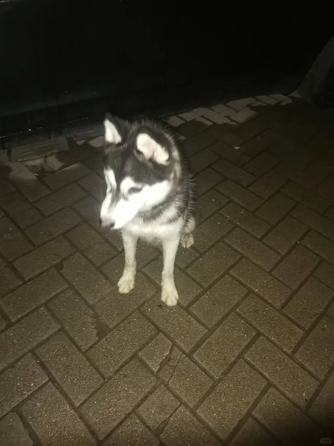 上海杨浦区新江湾谁家哈士奇丢了