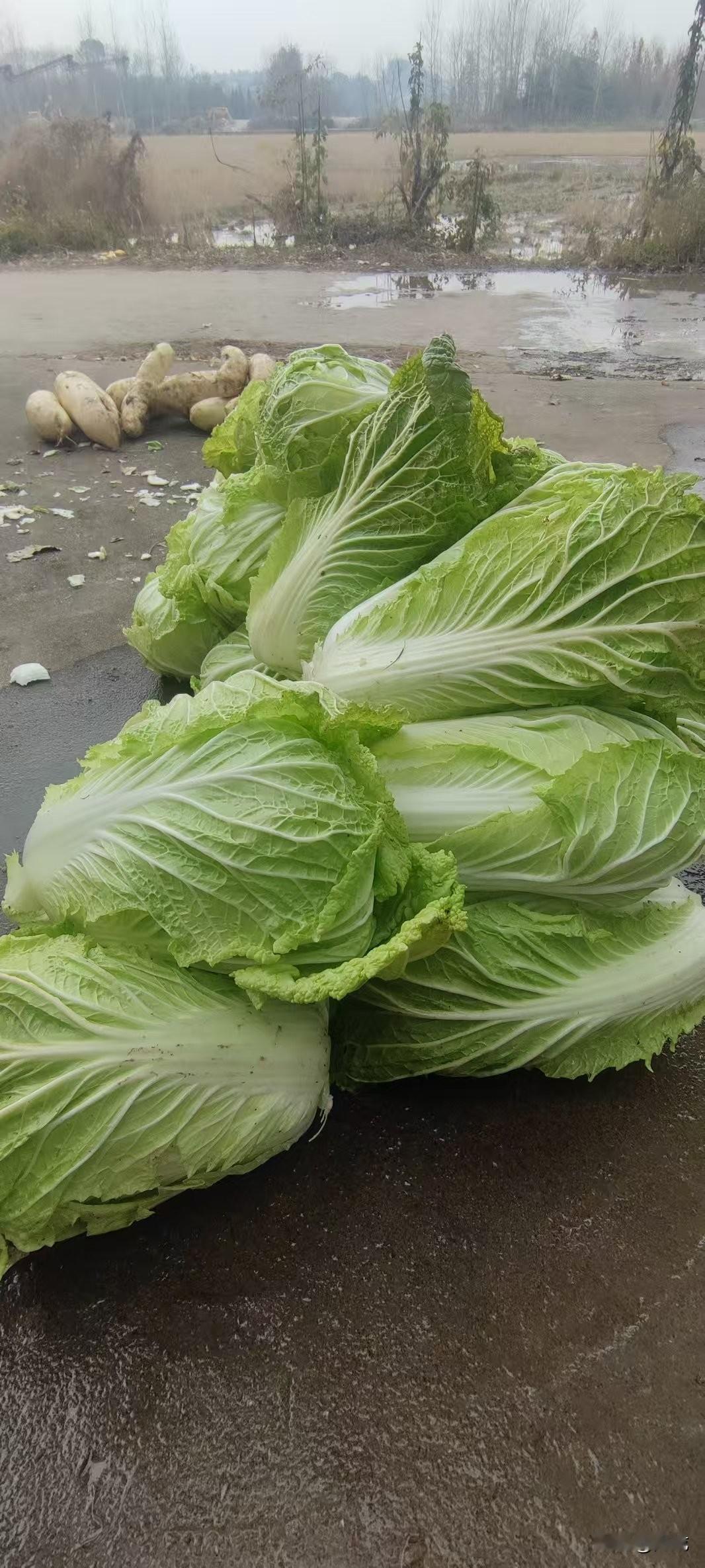 看到好多发青菜叶子的，有一片的，有一碗的，还有发大白菜的，还有发大蒜苗的，都火了