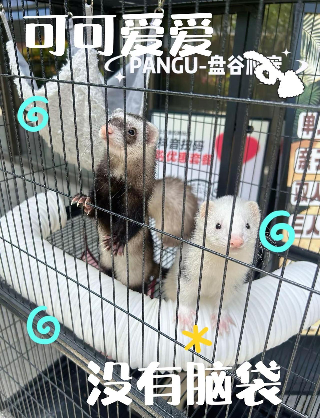 郑州小众撸宠圣地🦎各式温顺异宠沉浸式互动闲来进店打卡玩耍爬宠萌宠打卡