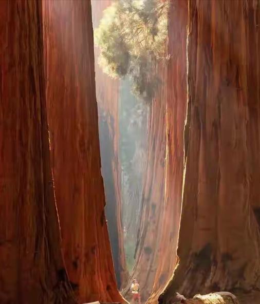 美国巨型红杉树，是地球上现存最大最高最重的树。它们一般高100米，最高的为115