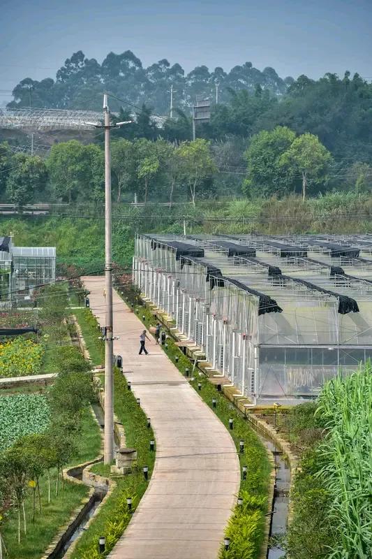 2025年“三农”成绩单太亮眼！乡村产业发展势头超猛，一个个产业“链”接成势，为