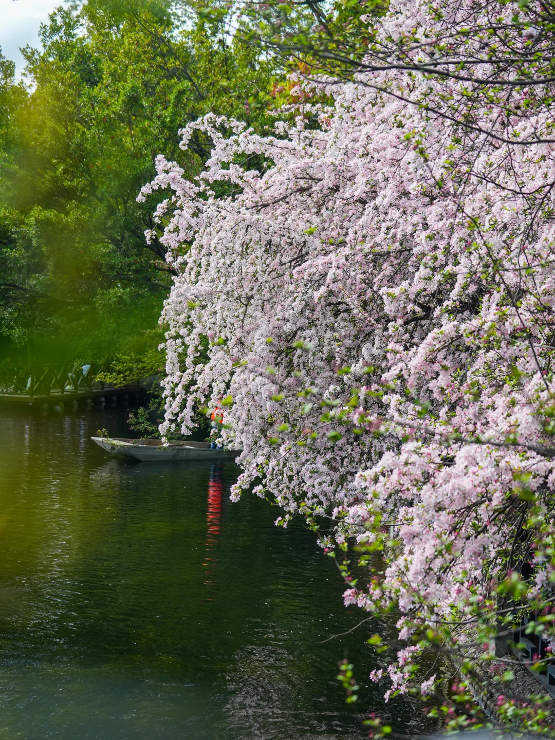 3.11实拍！棠湖公园的海棠花！