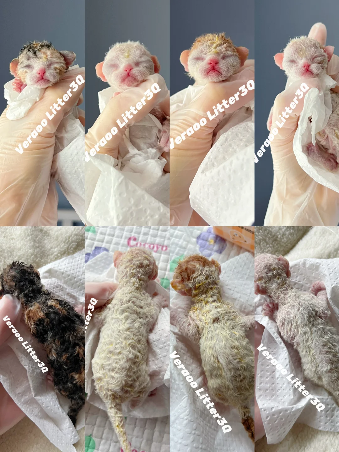 又破壳了一波羊毛毡耶｜德文卷毛猫