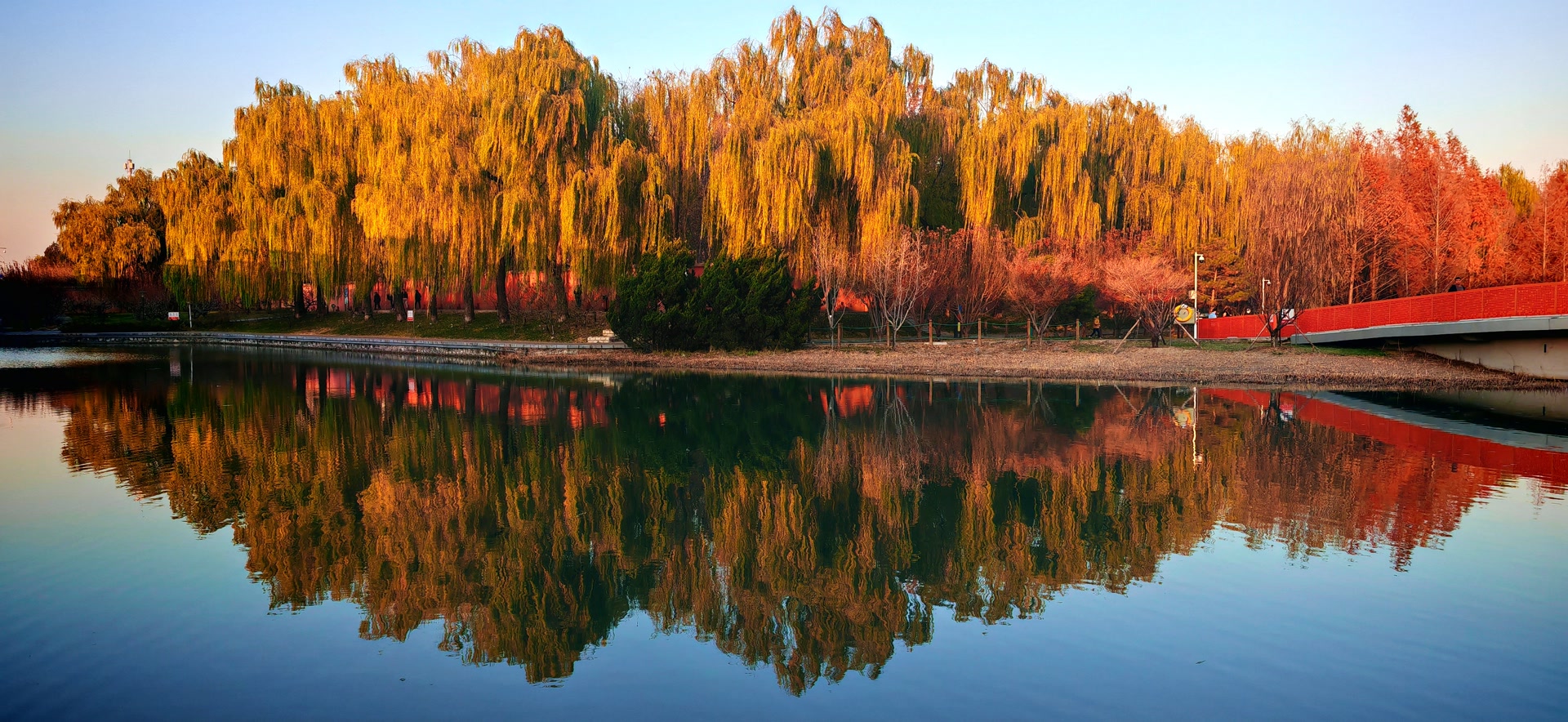 如诗如画！北京红领巾公园水杉林“红”了