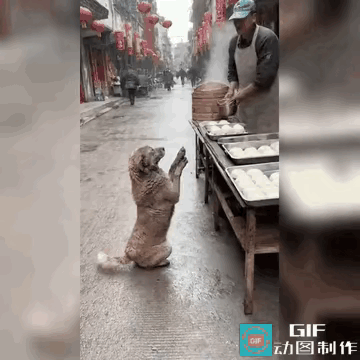 动物都是有灵性的，但是有些人呢？

     视频中一只狗做出乞讨动作，刚开始以