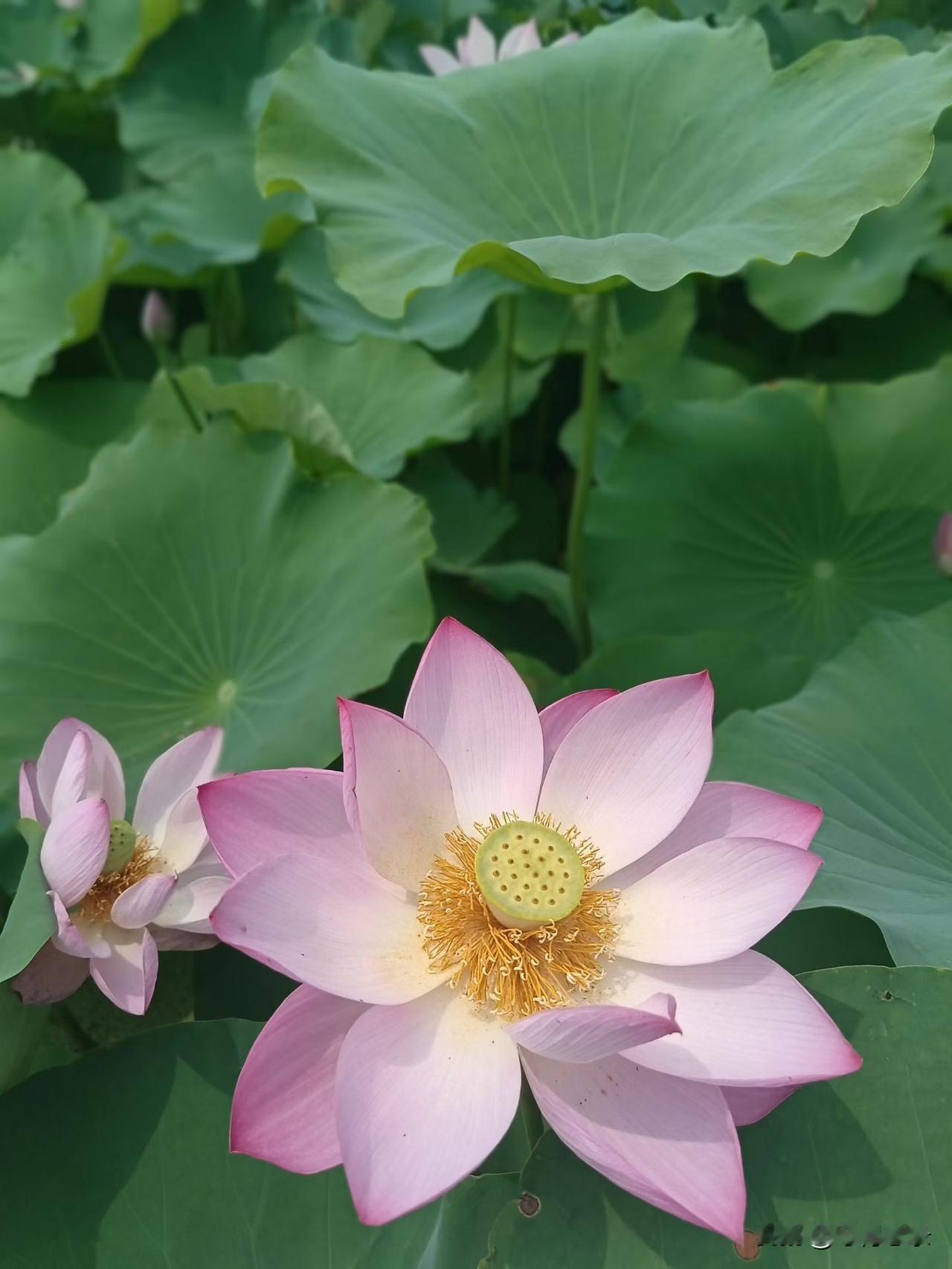 我的下联是：秋霜枫叶红。