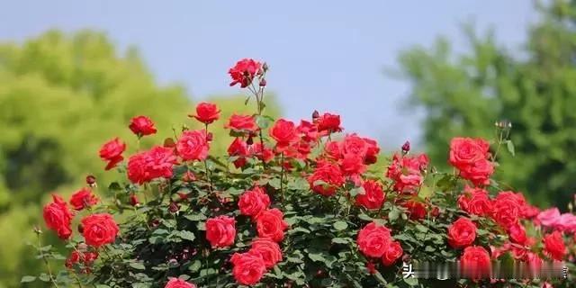 情感世界——女人过了四十喜欢一个男人，就会为他做这些事
这个年龄的女人已经沉稳了