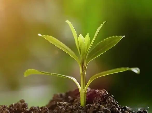 在这个快节奏的时代，似乎每个人都像一只奔跑的野马，追逐着名利与成功，却忽略了生命