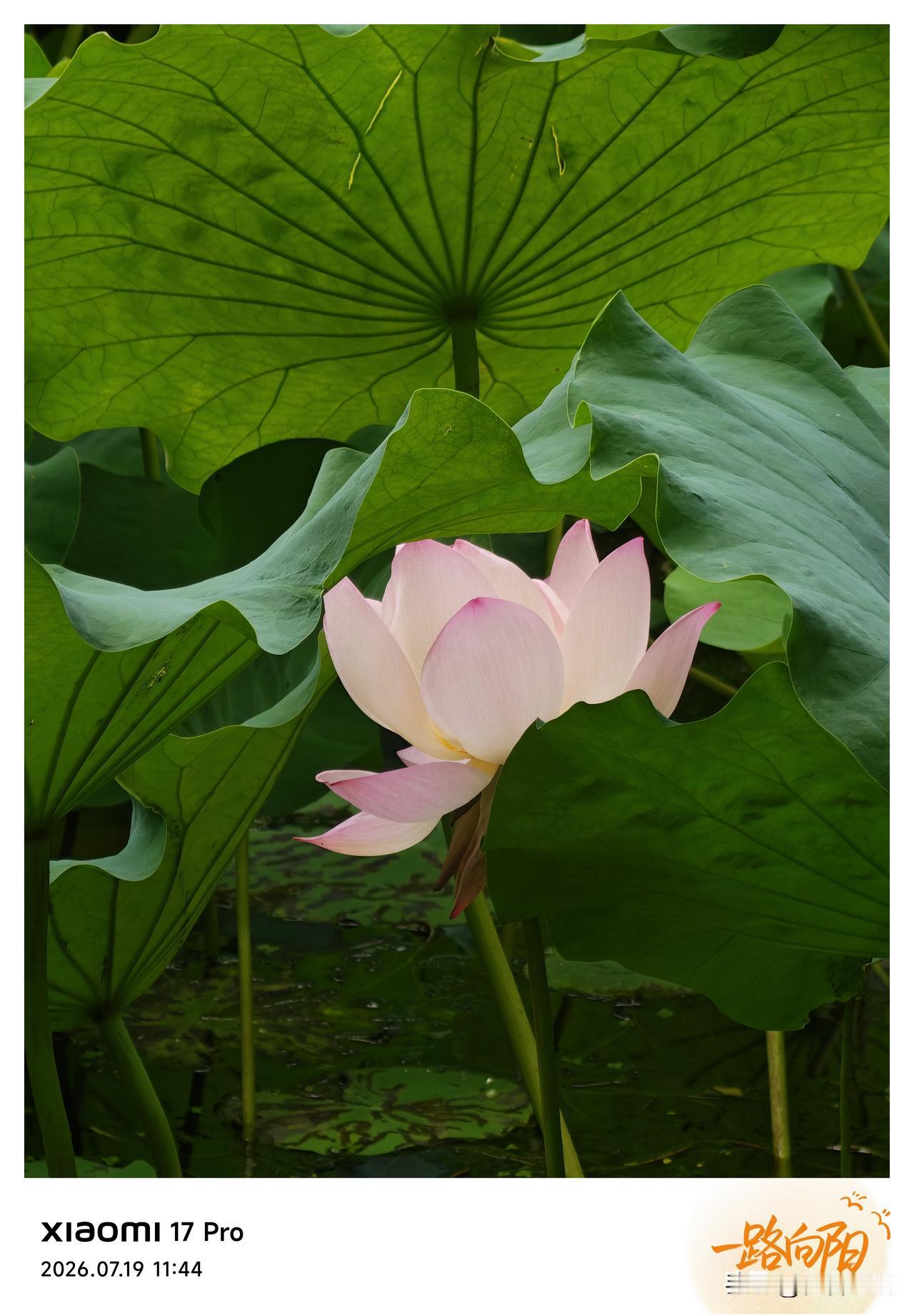赏荷