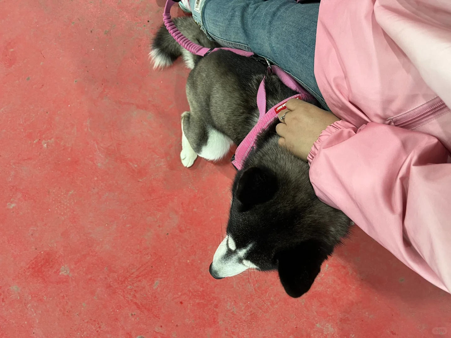 分享一只妈宝狗