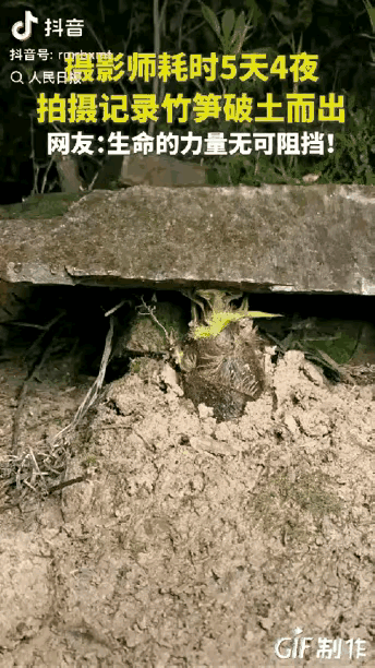 《笋之逸韵》
枫林红叶

顽石压难休，

新篁破砾谋。

不随凡俗意，

劲节自